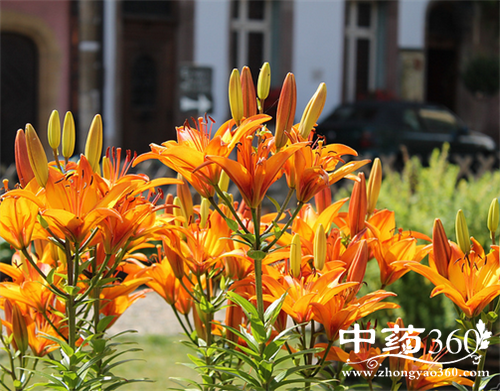 金针菜的营养价值 食用金针菜注意事项