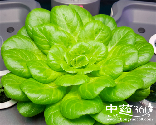 鸡毛菜的营养价值 鸡毛菜的食用法