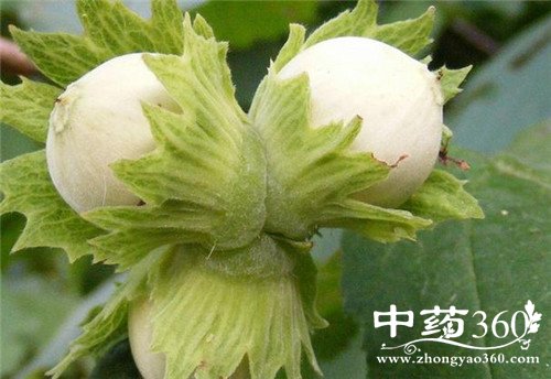 三月份有哪些时令蔬菜 三月养生靠它们