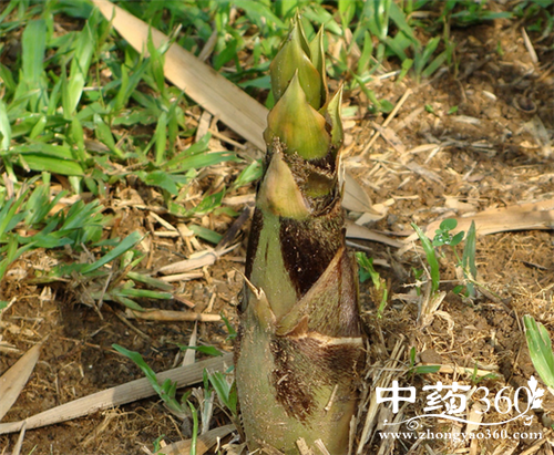 竹笋的营养做法 竹笋怎么做好处