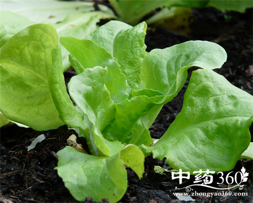 贡菜的营养价值 贡菜的各种做法