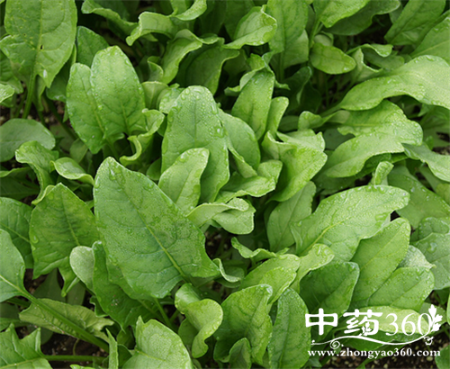 莴笋叶的营养价值 莴笋叶怎么吃