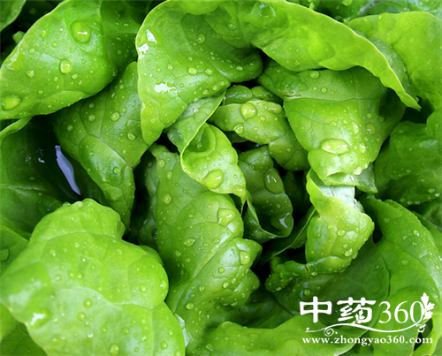 莴笋叶的营养价值 莴笋叶怎么吃