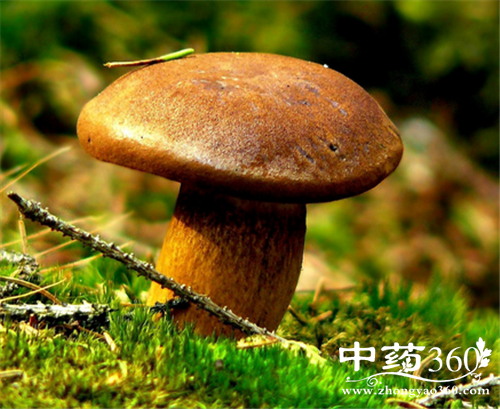 松蘑的营养价值 松蘑的几种做法