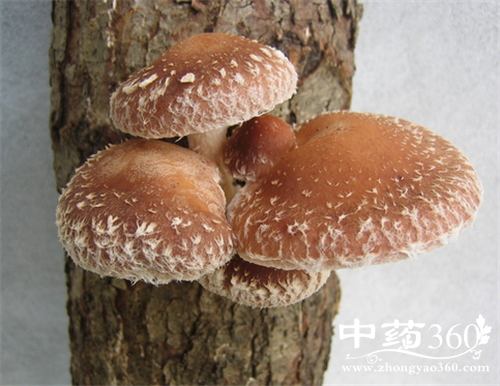 松蘑的营养价值 松蘑的几种做法