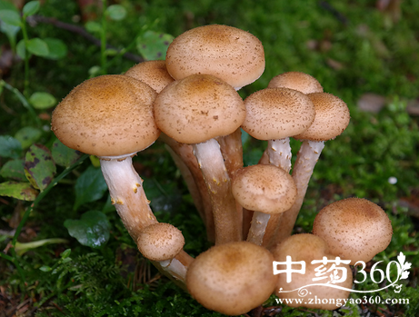 松蘑的营养价值 松蘑的几种做法