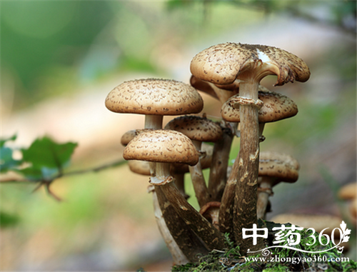 松蘑的营养价值 松蘑的几种做法