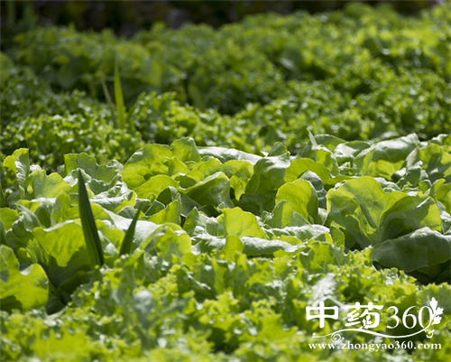 白菜的营养价值 白菜的食用方法