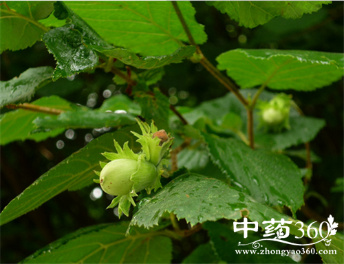 榛蘑的营养价值 榛蘑的各种做法