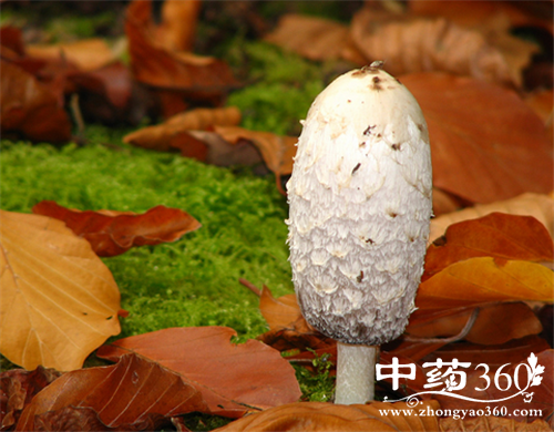 榛蘑的营养价值 榛蘑的各种做法