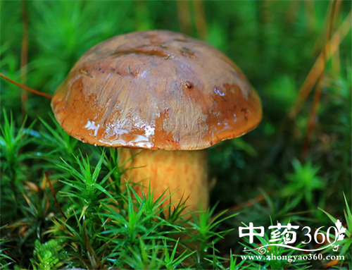 榛蘑的营养价值 榛蘑的各种做法