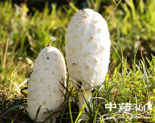 榛蘑的营养价值 榛蘑的各种做法