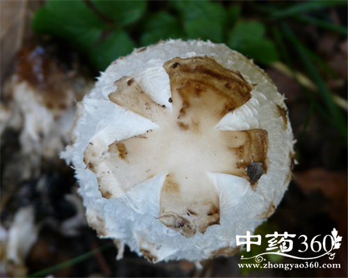 榛蘑的营养价值 榛蘑的各种做法