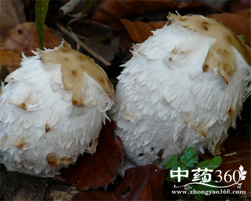 榛蘑的营养价值 榛蘑的各种做法