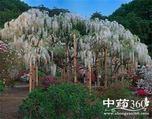 槐花的营养价值 槐花对身体的好处