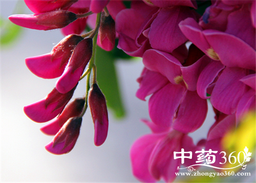 槐花的营养价值 槐花对身体的好处