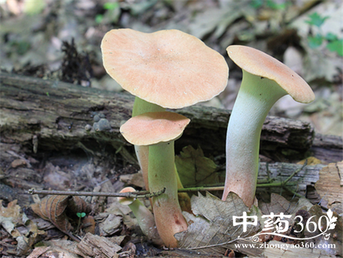 草菇的营养价值 草菇的各种做法