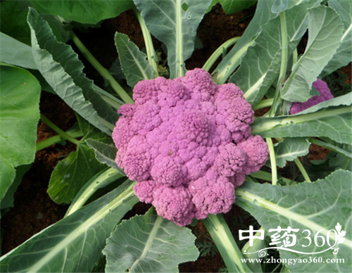 菜花的几种吃法 菜花的营养做法