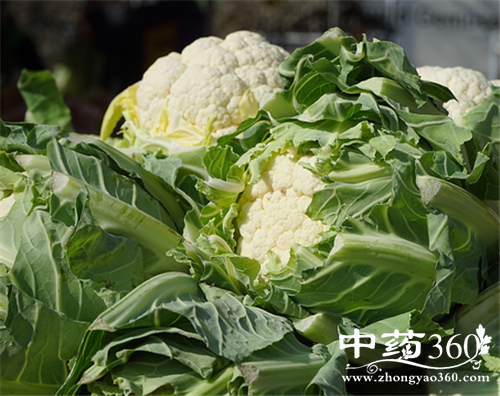 菜花的几种吃法 菜花的营养做法