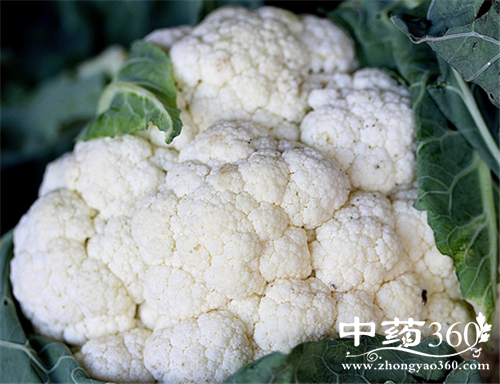 菜花的几种吃法 菜花的营养做法