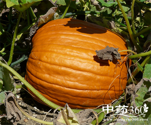 笋瓜的营养价值 笋瓜的家常做法