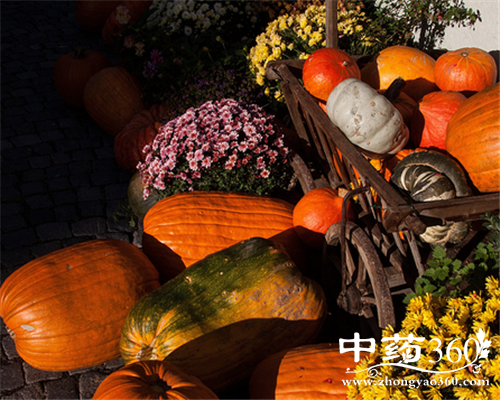 笋瓜的营养价值 笋瓜的家常做法