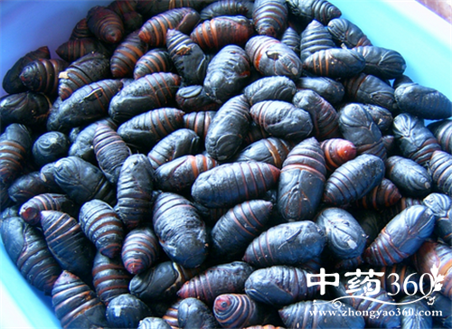 蚕蛹的营养价值 蚕蛹的几种做法