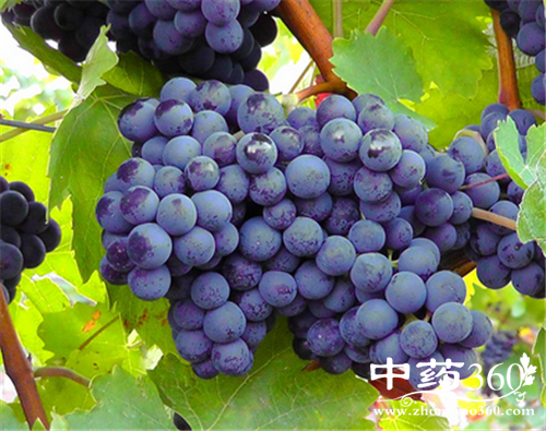 甜豆的家常做法 甜豆的营养吃法