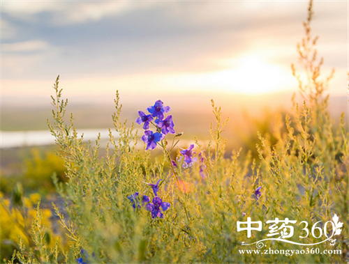鸡骨草的营养价值 鸡骨草的饮食禁忌