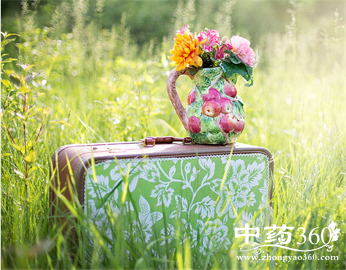 鸡骨草的营养价值 鸡骨草的饮食禁忌