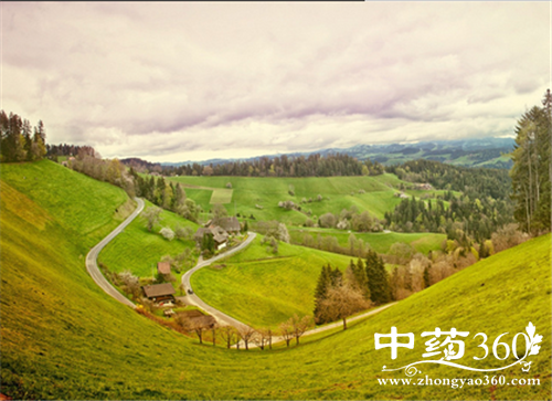 鸡骨草的营养价值 鸡骨草的饮食禁忌
