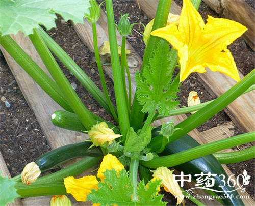 西葫芦的营养价值 西葫芦的好吃做法