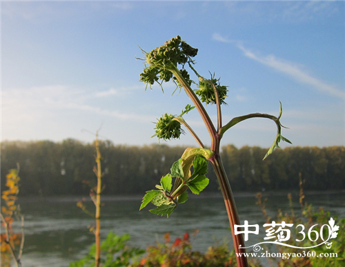 当归的营养价值 当归的药用价值