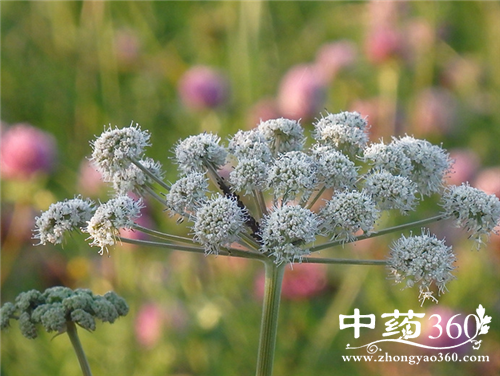 当归的营养价值 当归的药用价值