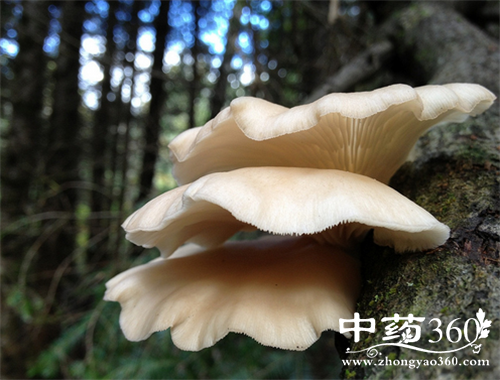 平菇的营养价值 平菇的各种做法