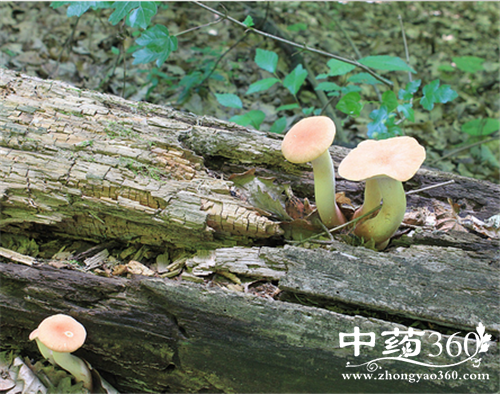 平菇的营养价值 平菇的各种做法