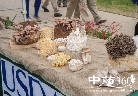 平菇的营养价值 平菇的各种做法