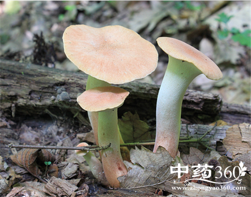 平菇的营养价值 平菇的各种做法