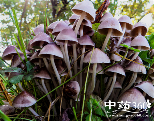 茶树菇的营养价值 茶树菇的煲汤做法