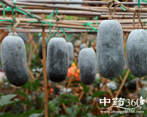 冬瓜的营养价值 冬瓜的药用价值
