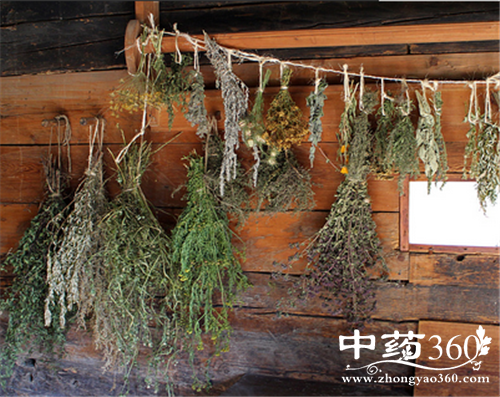 杜仲的营养价值 杜仲的药用价值