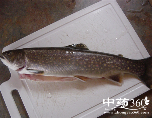 石斑鱼的家常做法 石斑鱼怎么做好吃