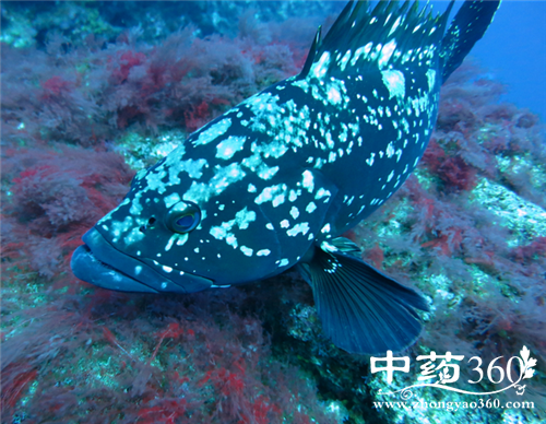 石斑鱼的家常做法 石斑鱼怎么做好吃