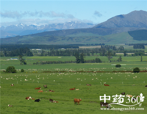 牛百叶的营养价值 牛百叶的家常做法