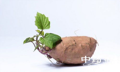 三种食物发芽后毒似砒霜