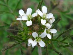 �����������Ĺ�Ч������