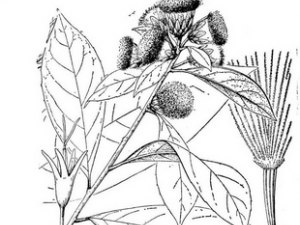 �����صĹ�Ч������