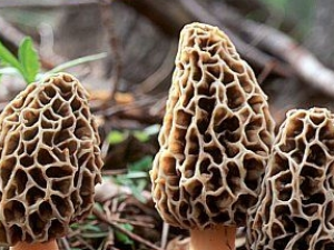 ������ǲ˵Ĺ�Ч������