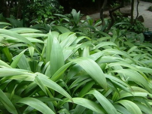 ����ظ��Ĺ�Ч������