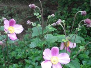 �����뻨���Ĺ�Ч������